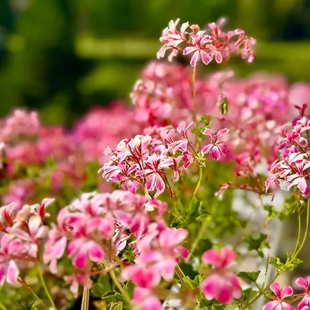 Ah Carinthia - Carinthia Апартаменты *