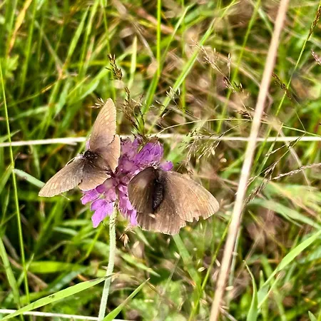 Ah Carinthia - Carinthia アパート