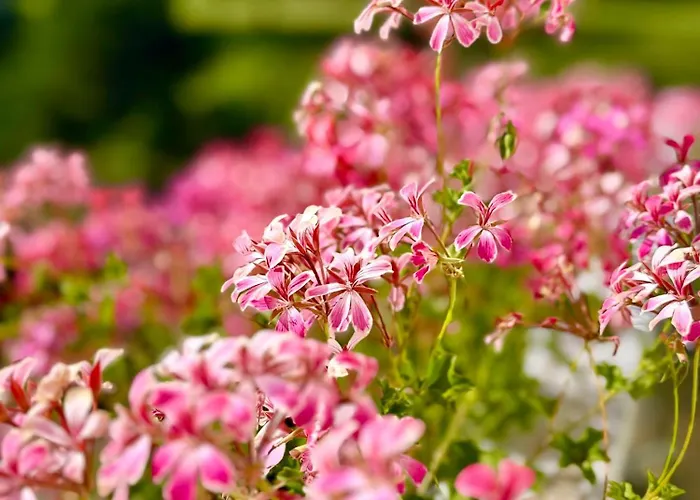 Ah Carinthia - Carinthia דירה *