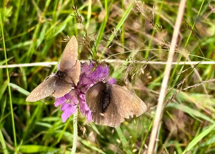 Ah Carinthia - Carinthia Daire